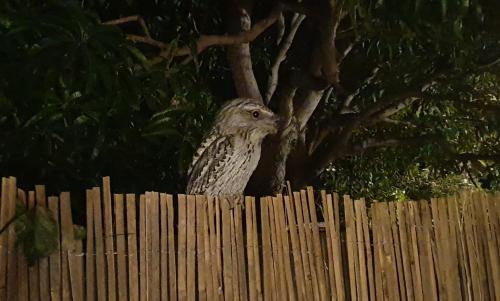 a bird sitting on top of a wooden fence at WOODY Pt - AMAZING 1970's SHARE HOUSE BY THE SEA-4 rooms available! in Woody Point