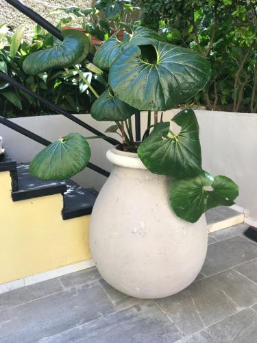 a large white vase with a plant in it at Casa Perla in Lavagna