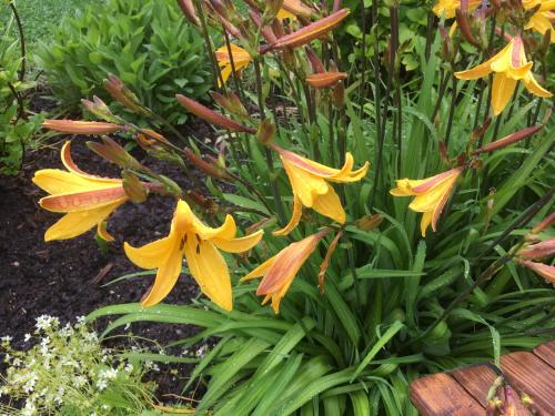 a group of yellow flowers in a garden at Landhaus Renata - Wendelstein in Bayrischzell
