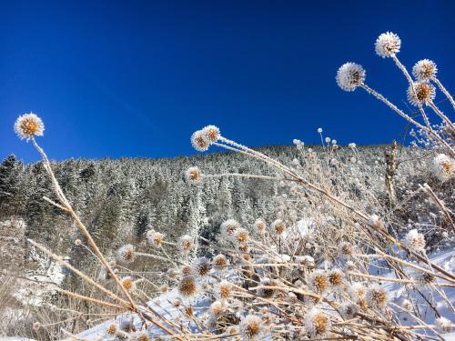 a field covered in snow with a mountain in the background at Landhaus Renata - Wendelstein in Bayrischzell