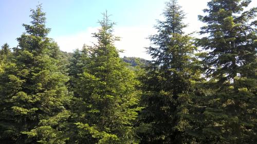 a group of pine trees with mountains in the background at Pension Zschirnsteinbaude in Kleingießhübel