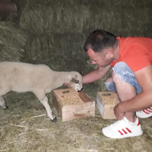 a man is petting a baby lamb in the rain at Ethno House Bektesevic in Gusinje