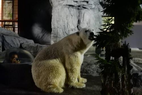 a polar bear sitting next to a tree in a zoo at STAY IN TOYOOKA in Asahikawa