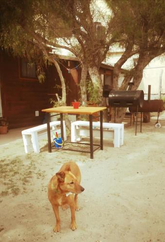 a dog standing in front of a picnic table at El Canto de la Ballena Loft 1 in Puerto Pirámides