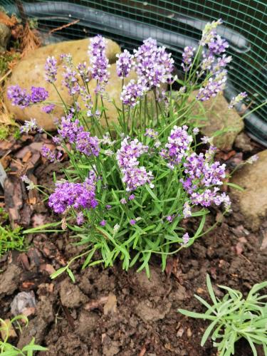 Domek Lawendowy zakątek