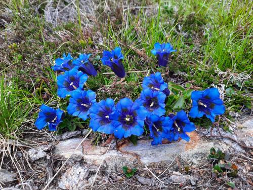 サン・ヴィジリオ・ディ・マレッベにあるAgritur Bolserの草の中の青い花束