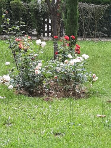 Κήπος έξω από το Hostellerie de La Roseraie