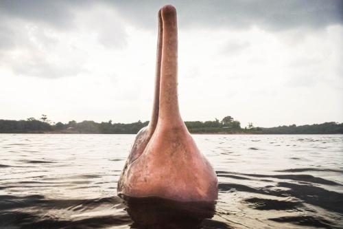 a sculpture of a duck in the water at Amazônia LODGE Exxperience in Manaus