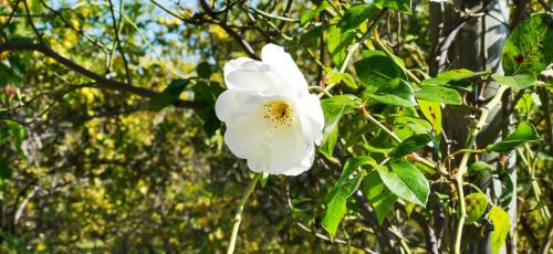 a white flower on a tree with leaves at La Casa de los Limoneros in Colonia del Sacramento