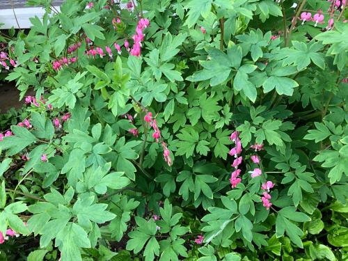 a bush of pink flowers with green leaves at Braeside Country Inn in Pictou
