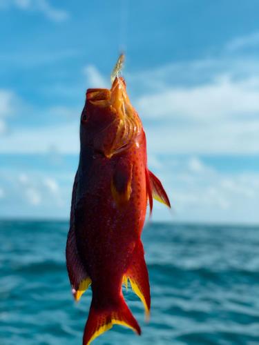a fish is standing on its head on the water at PERLA Dhangethi in Dhangethi