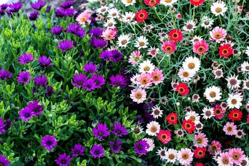 a bunch of colorful flowers in a garden at A Casa da Cerca in Almodôvar
