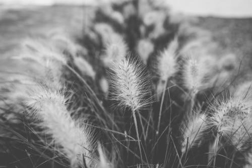 a black and white photo of a field of tall grass at A Casa da Cerca in Almodôvar