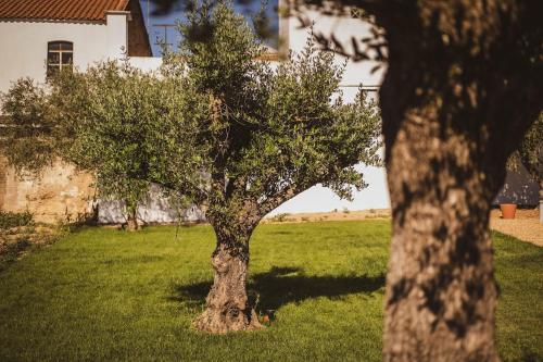a tree in the middle of a green field at A Casa da Cerca in Almodôvar
