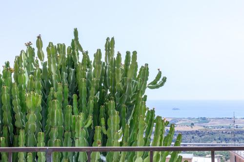 a large green cactus sitting on a balcony at BnB Sant'Alfonso in Agrigento