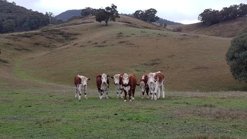 three cows standing in a field on a hill at Jamieson Valley Retreat in Howqua