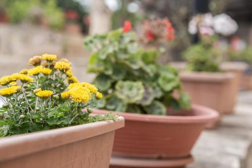 a group of potted plants with yellow flowers in them at Ta' Bertu Host Family Bed & Breakfast in Ħal Far
