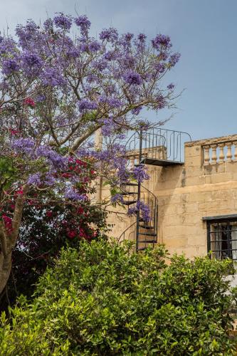 a tree with purple flowers in front of a building at Ta' Bertu Host Family Bed & Breakfast in Ħal Far