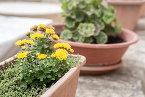 two pots of plants with yellow flowers in them at Ta' Bertu Host Family Bed & Breakfast in Ħal Far