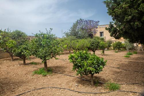 a row of trees in a field with a building at Ta' Bertu Host Family Bed & Breakfast in Ħal Far