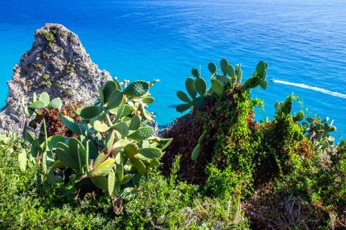 a group of plants on top of a rock near the water at Le Villette in Cittadella del Capo