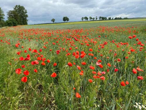 Gallery image of Gospodarstwo Agroturystyczne Dolina Wardynki in Suliszewo