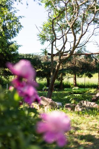 a group of pink flowers in front of a tree at W Sercu Mazur in Harsz