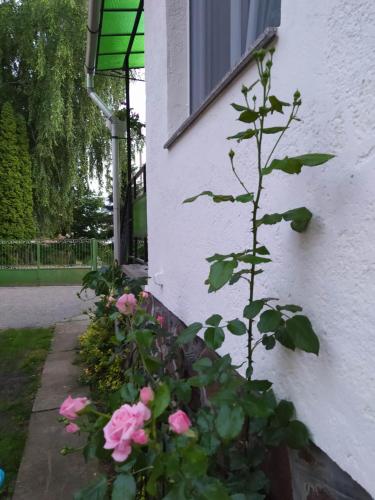 Un jardín fuera de Eperkert Vendégház