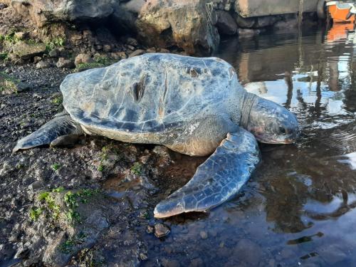 a turtle is laying in the water at Cabañas Te Maori in Hanga Roa