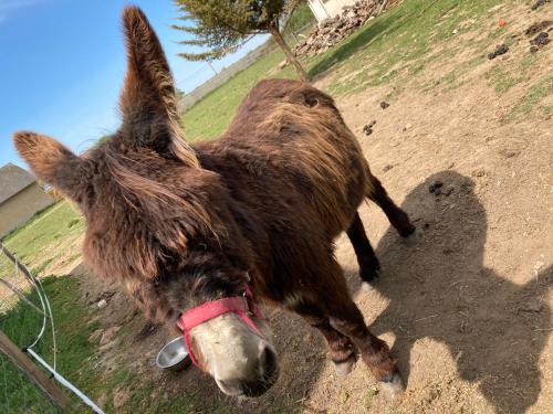 a brown donkey standing on a dirt road at Gîte chaumière château de la Bouchatte in Chazemais