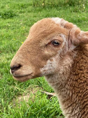 a sheep standing in a field of grass at Gîte chaumière château de la Bouchatte in Chazemais