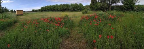 a field of red flowers in a field with a bench at La ferme des Escampades in Monteux