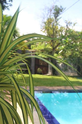 a close up of a plant next to a swimming pool at Blue Water hikkaduwa in Hikkaduwa
