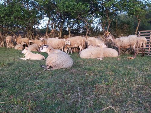 Dilnica – Photos 3