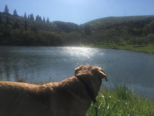 a dog standing in front of a body of water at Villa Niccoli in Castelfiorentino