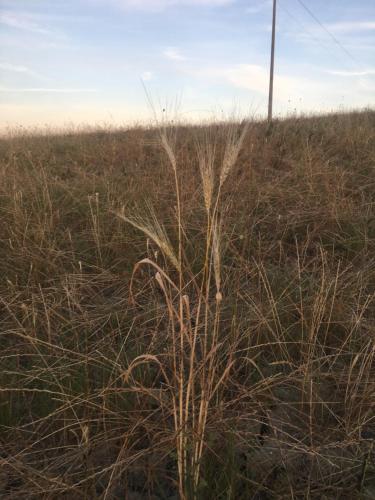 a tall plant in the middle of a field at Villa Niccoli in Castelfiorentino