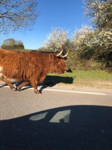 a bull crossing the road in the middle of the road at Spire View - New Forest Holiday Home in Lyndhurst