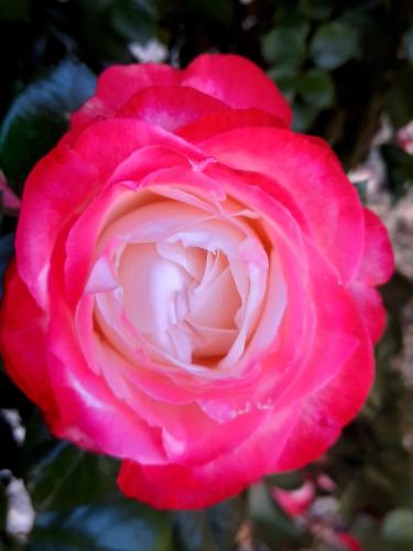 a pink rose with a white center at Les Deux Tilleuls in Sablet