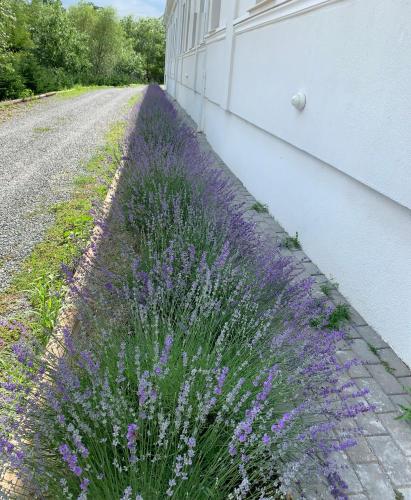 a bunch of purple flowers next to a building at Pensiunea Salina Gymnasium in Turda