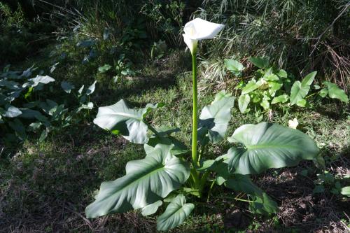 a white flower on a plant in the grass at De Oude Meul Country Lodge & Restaurant in Oudtshoorn