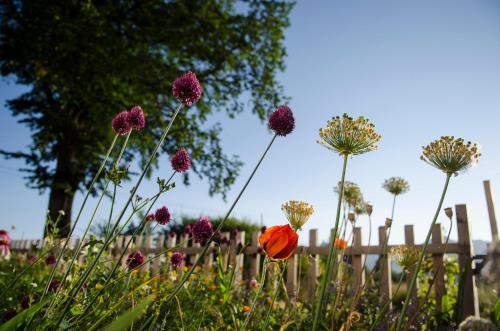 a bunch of flowers in front of a wooden fence at Dom Pod Lipami in Blatnica