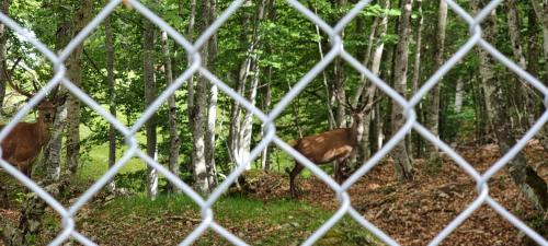a group of cows in the woods behind a fence at Appartamento in una valle di Luce in Pizzoferrato