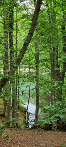 a group of trees with a body of water at Appartamento in una valle di Luce in Pizzoferrato