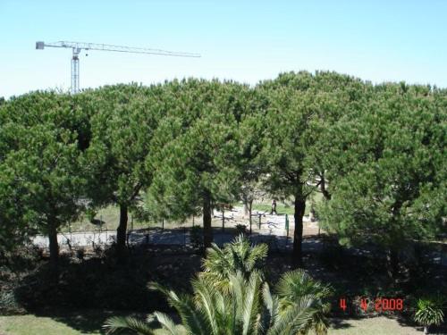 un groupe d'arbres devant un champ dans l'établissement studio la baronnie de la mer, au Grau-du-Roi