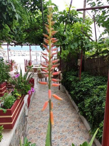 una planta está creciendo en un invernadero en Porto Sabatiki en Sampatiki