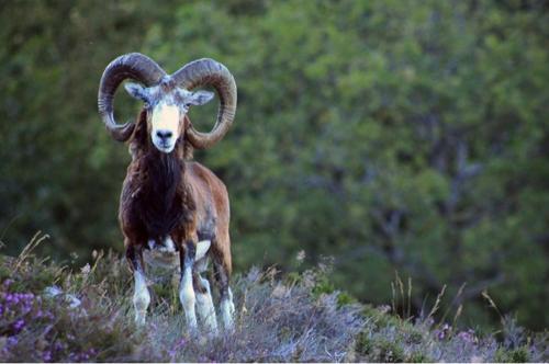 Animales en el departamento o alrededores
