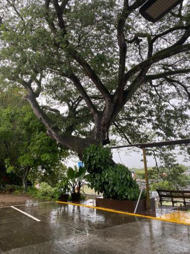 a tree in a park in the rain at Hotel Chicala salgar in Puerto Salgar