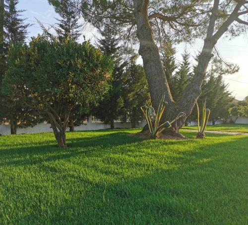 a park with trees and green grass at Casa das Portas in Azinhaga