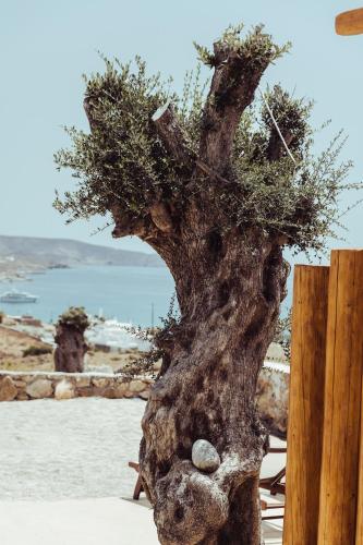 Gallery image of M-Vibes Mykonos Suites in Kalafatis