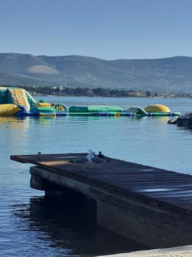 a group of birds sitting on a dock in the water at apartman toni in Trogir